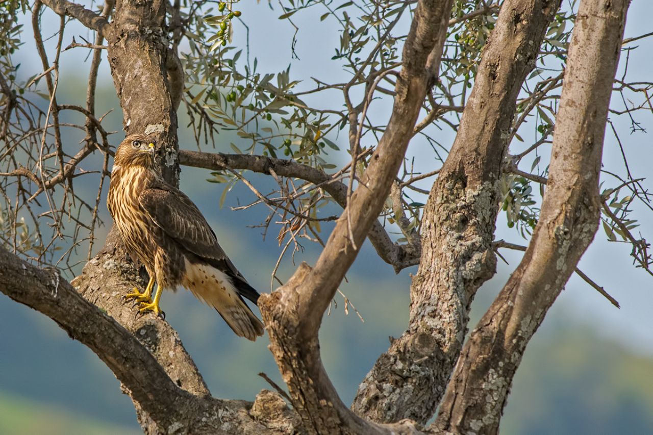 Poiana Buteo buteo